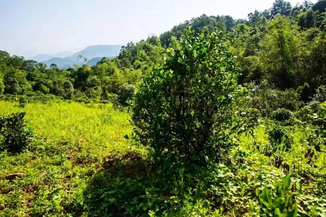 2023年迷帝古樹春茶特點(diǎn)是什么？