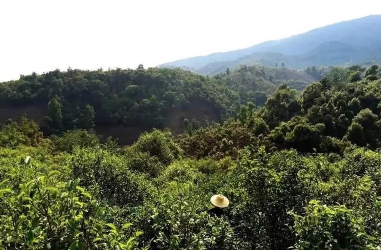 2023年苦竹山古樹春茶價(jià)格是多少？