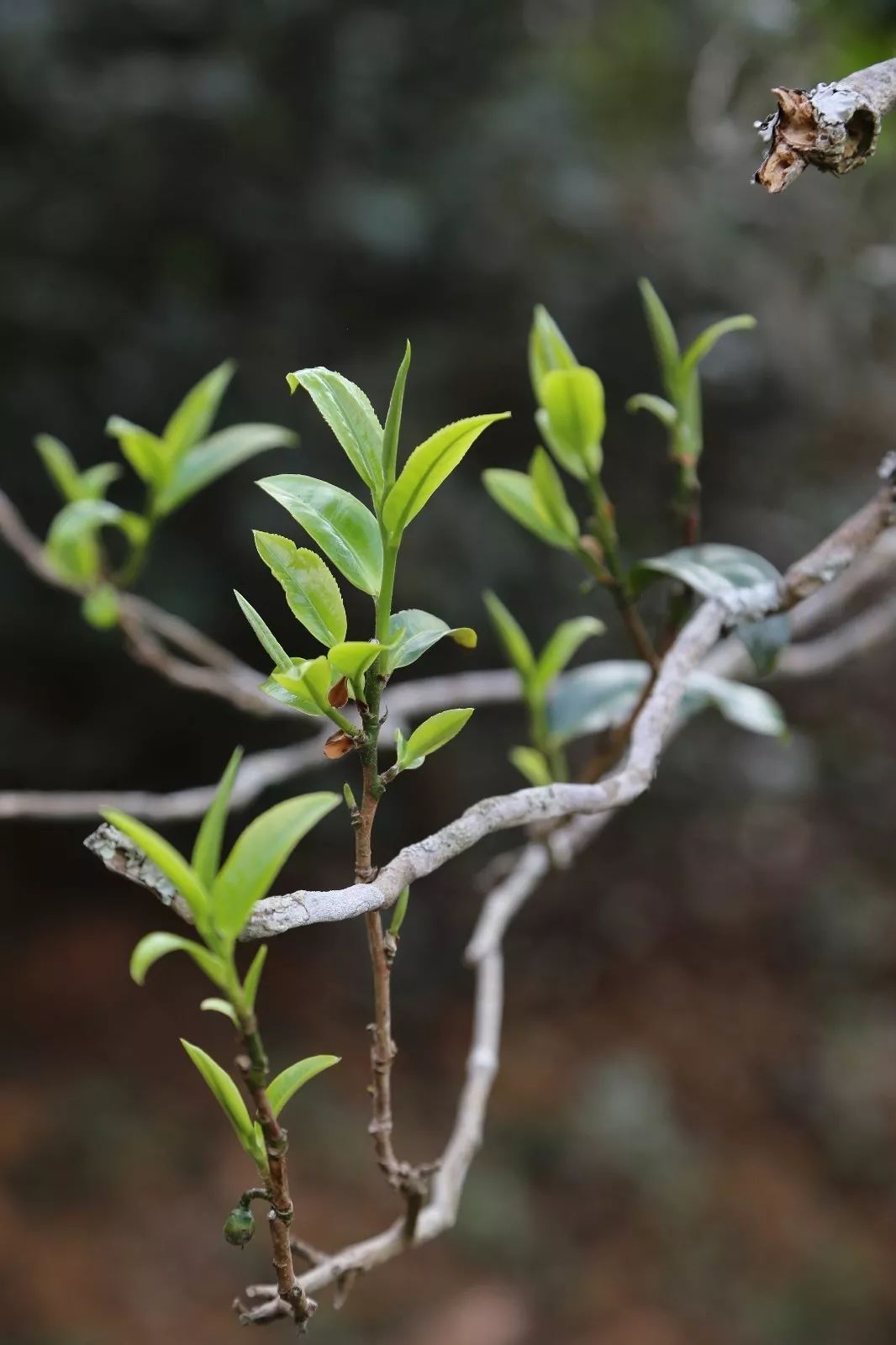 2023年昔歸古樹春茶特點(diǎn)是什么？