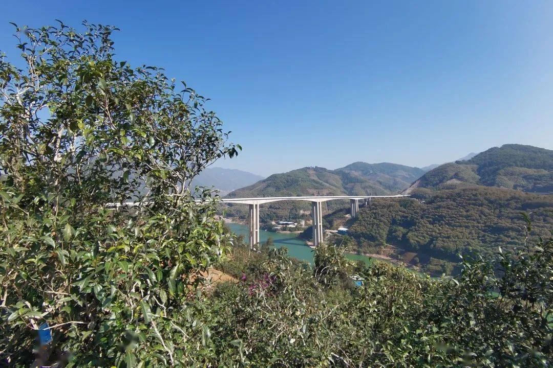 2023年邦東古樹(shù)春茶口感怎么樣？