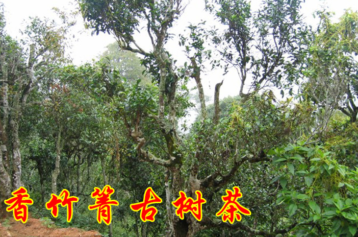 2023年香竹箐古樹(shù)春茶價(jià)格是多少？