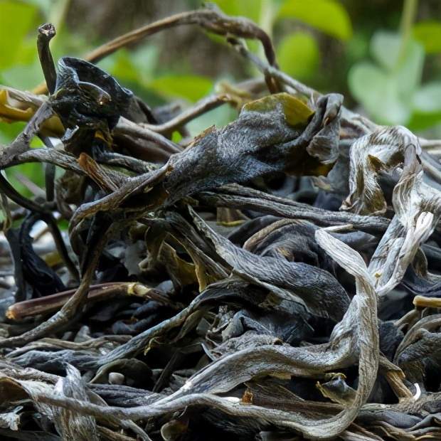 2023年那罕古樹春茶特點？