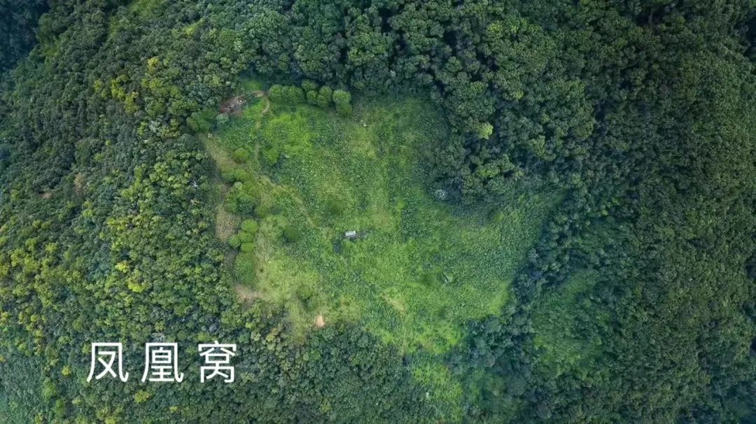 2023年鳳凰窩古樹春茶品質(zhì)如何？