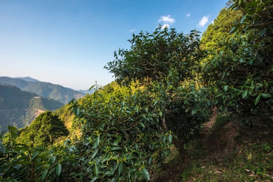 2023年鳳凰窩古樹春茶特點是什么？
