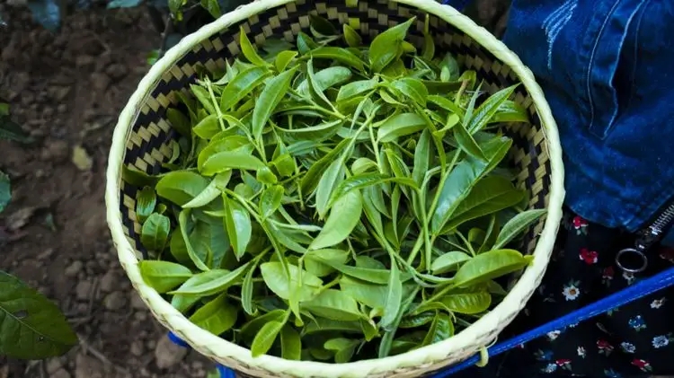 2023年那蕉古樹春茶特點(diǎn)是什么？