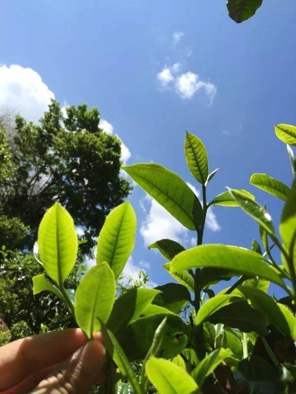 2023年南迫古樹(shù)春茶價(jià)格是多少？