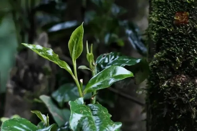 2023年薄荷塘古樹春茶品質(zhì)怎么樣？