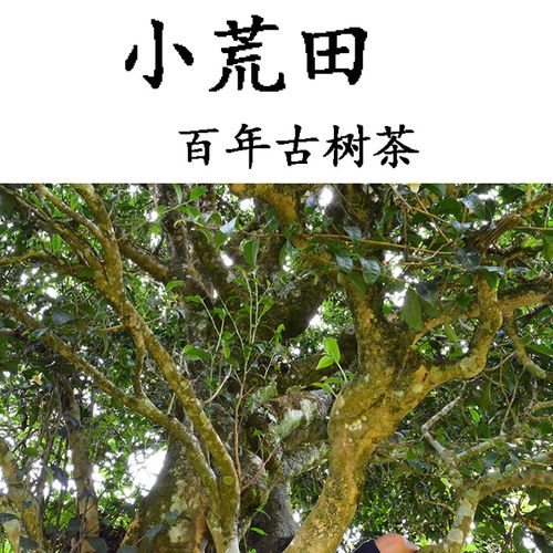 2023年勐庫小荒田古樹春茶特點(diǎn)？