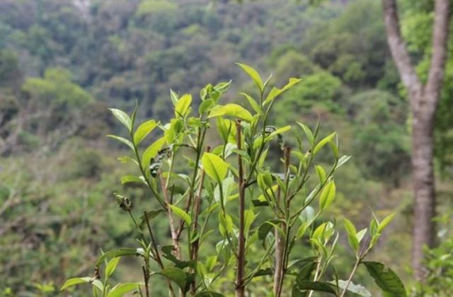 2023年勐庫那蕉古樹春茶品質(zhì)如何？