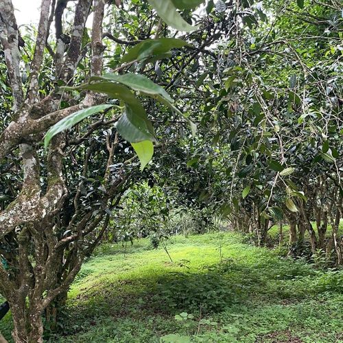 2023年永德大雪山古樹(shù)春茶特點(diǎn)是什么？