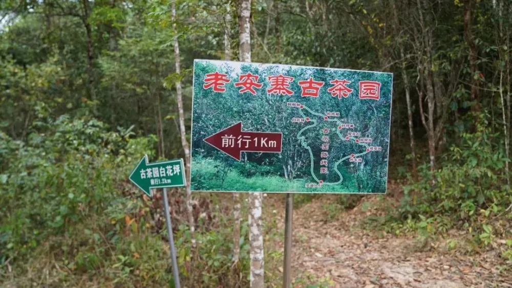 2023年普洱老安寨古樹春茶特點(diǎn)是什么？