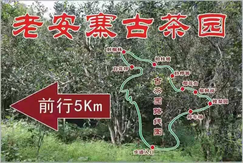 2023年普洱老安寨古樹春茶品質(zhì)如何？