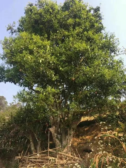 2023年千家寨古樹春茶特點(diǎn)是什么？