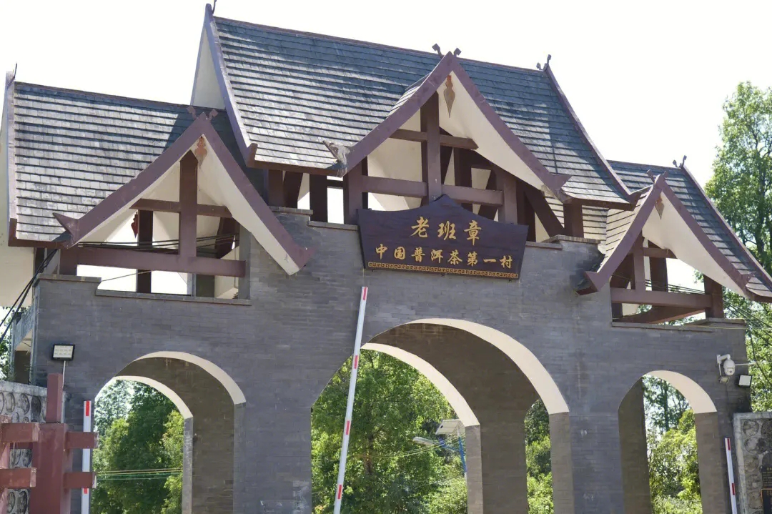 2024年老班章古樹春茶價(jià)格是多少？