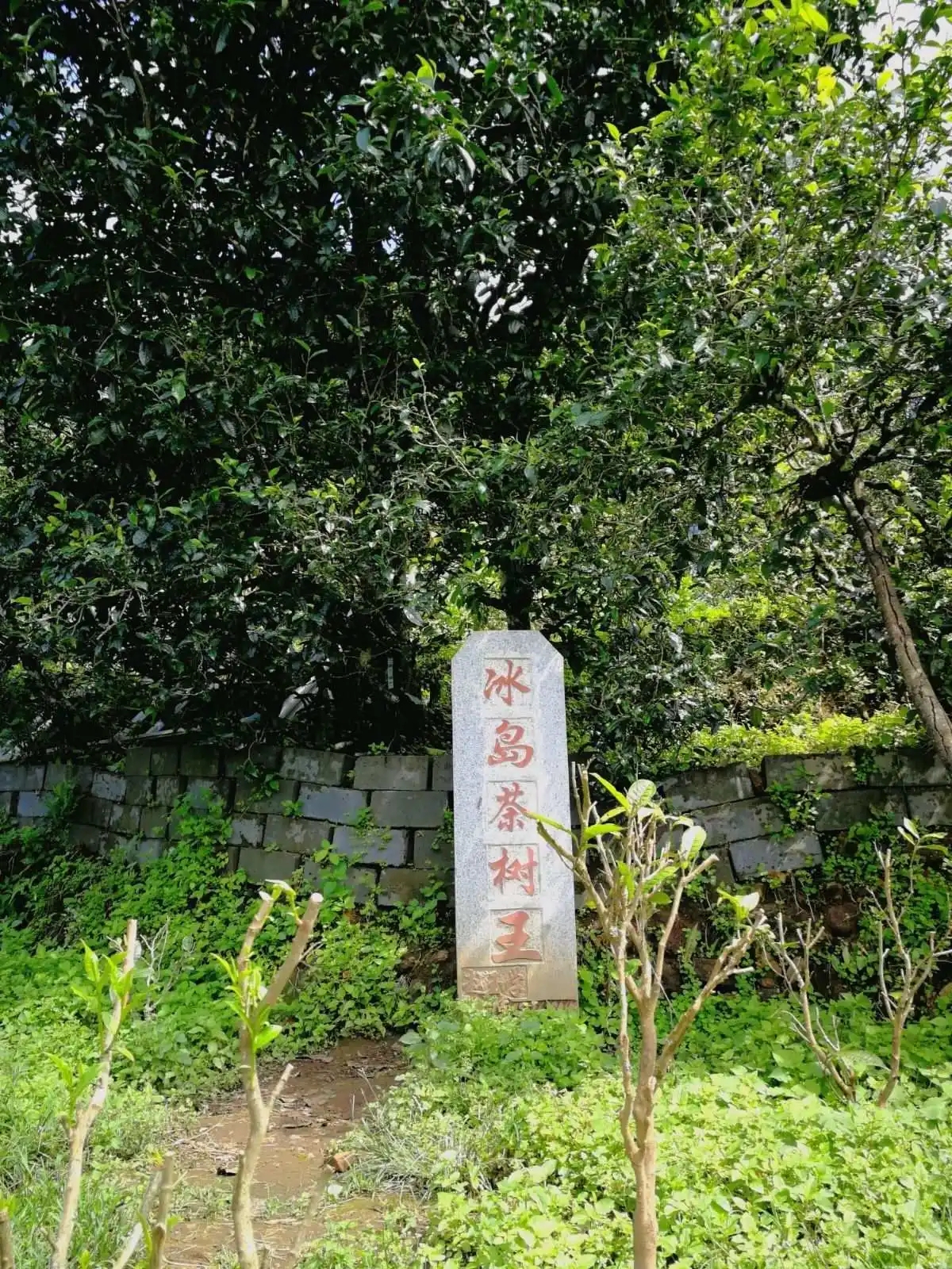 2024年冰島老寨古樹春茶價格多少？