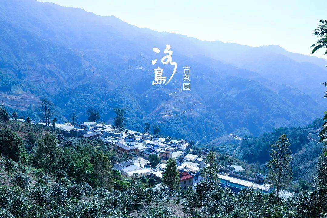 2024年冰島老寨古樹春茶多少錢一公斤？