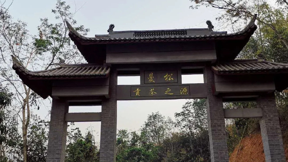 2024年曼松古樹春茶品質(zhì)如何？