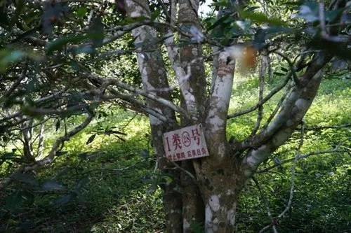 2024年薄荷塘古樹春茶特點是什么？