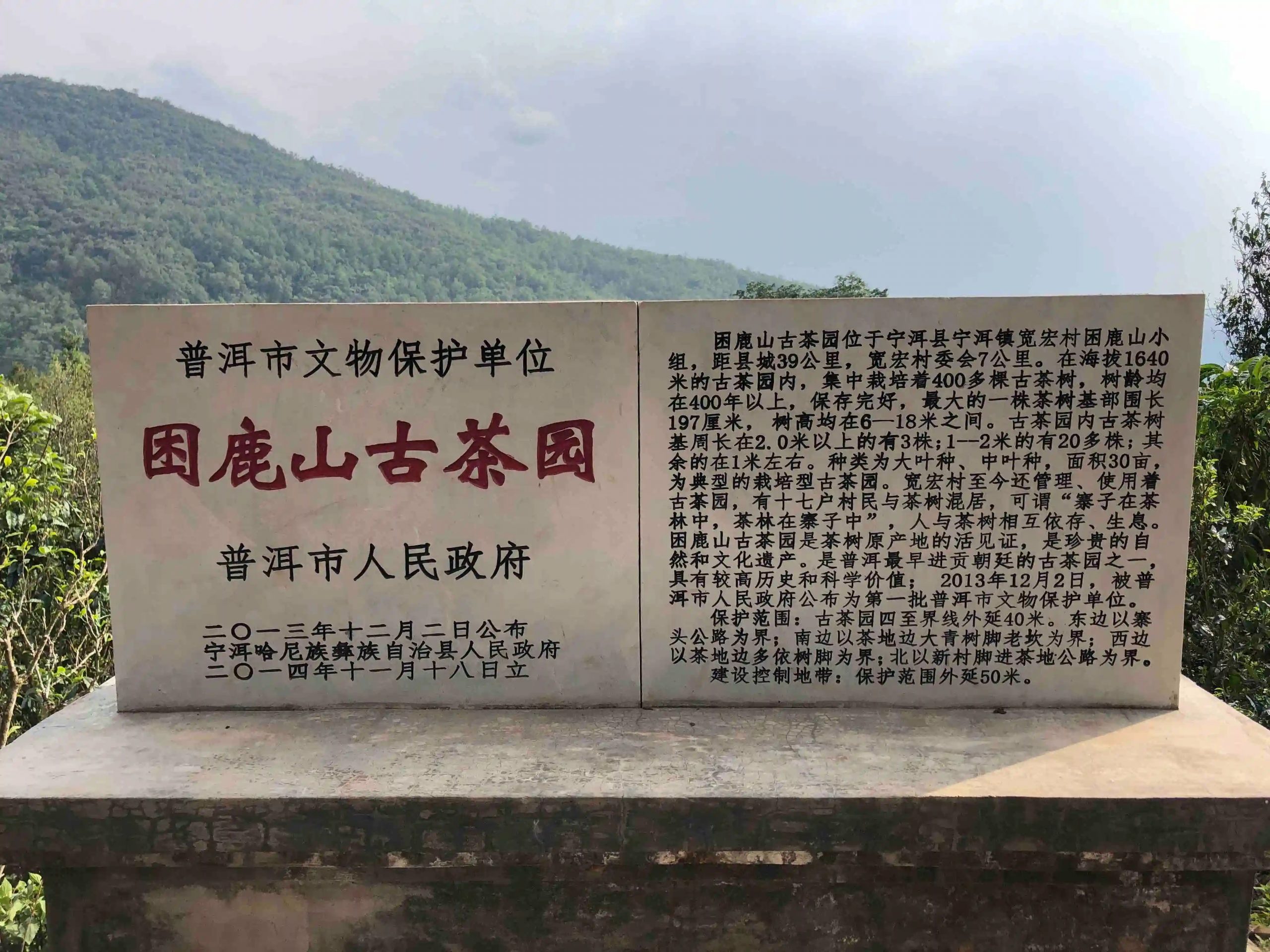 2024年困鹿山古樹春茶品質(zhì)怎么樣？