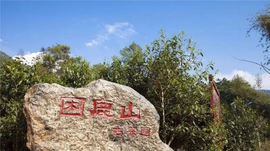 2024年困鹿山古樹春茶特點是什么？