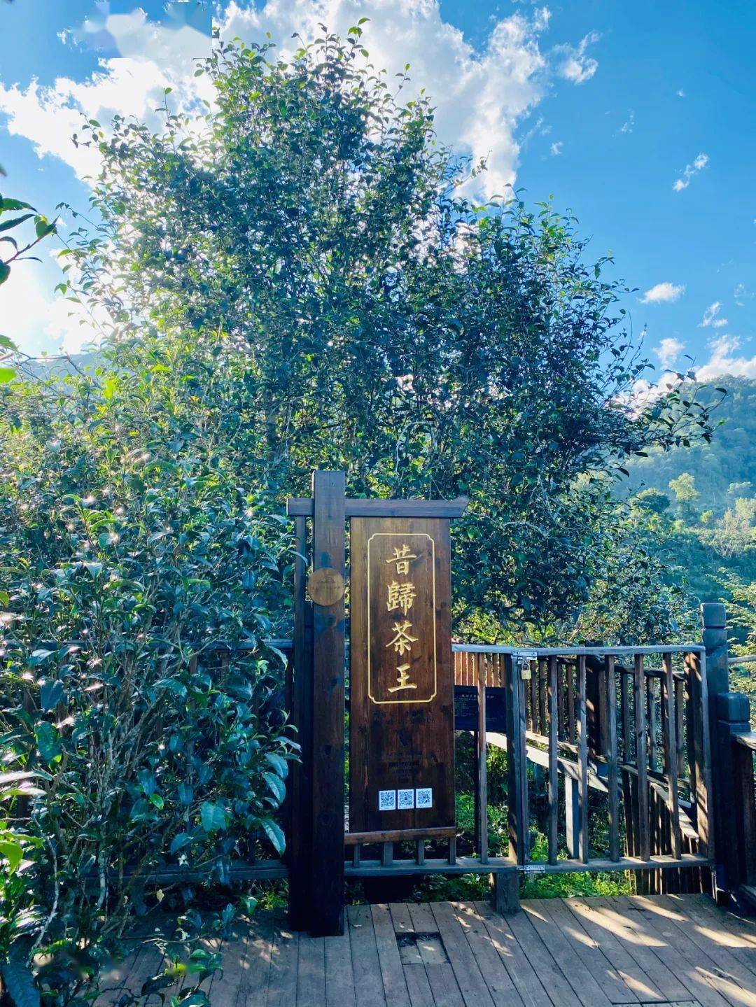 2024年昔歸古樹春茶品質如何？