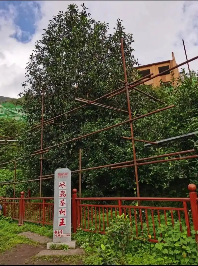 冰島老寨詳細(xì)介紹口感！