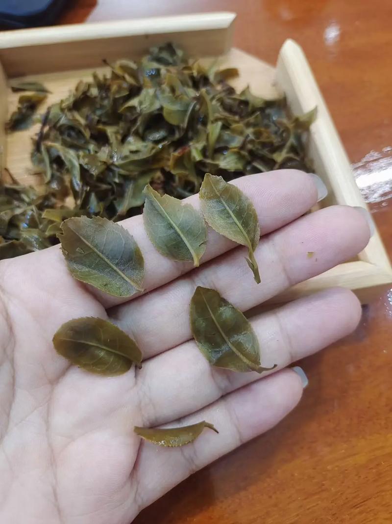 倚邦頭春茶，小葉種的春天